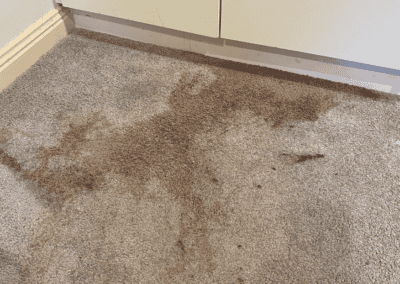 40 year old port vs carpet