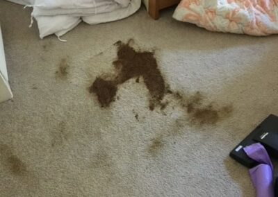 Carpet cleaning poo before, large dark brown stain and smudging