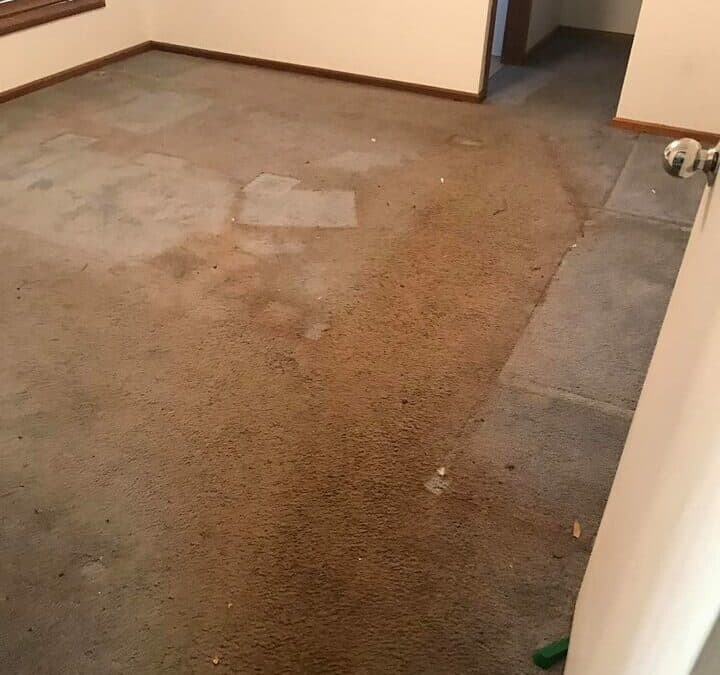 Adelaide Experts Warn Against The Dangers Of A Dirty Carpet