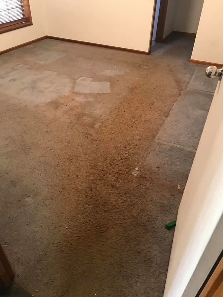 flood affected carpet